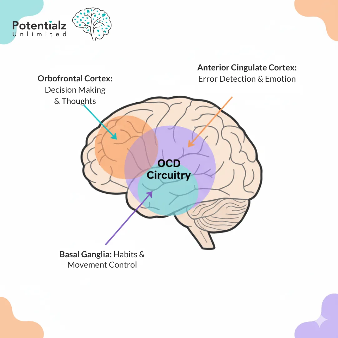 Brain diagram showing areas affected by OCD and moral scrupulosity