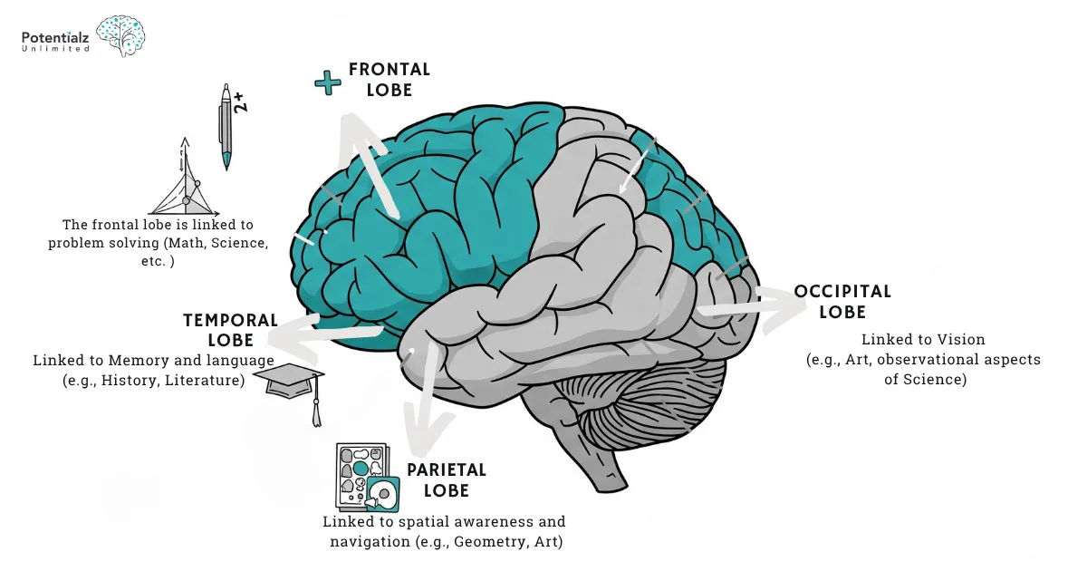 a creative illustration showing brain with different colored regions highlighting how various cognitive abilities connect to different school subjects