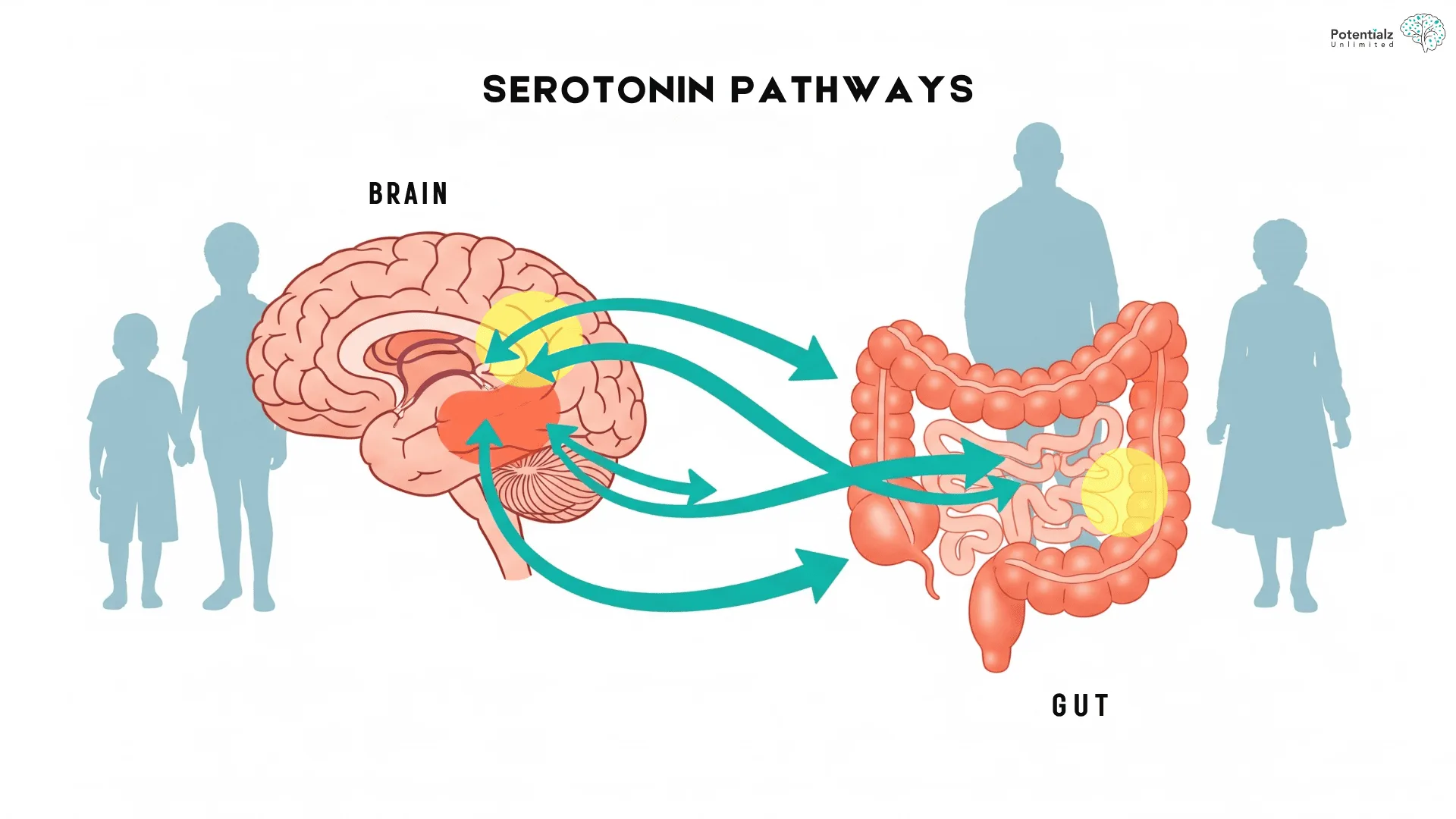 Diagram illustrating serotonin pathways between the brain and gut, highlighting the communication links that affect people of all ages universally.