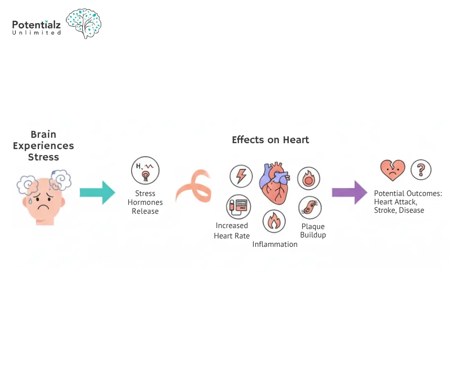 Infographic depicting stress to heart disease pathway showing cortisol effects on cardiovascular system and heart health risks